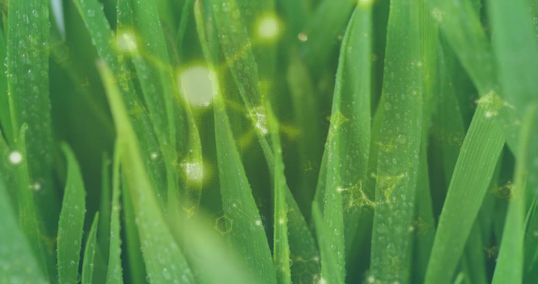 Macro View of Dew-Covered Grass with Tech-inspired Overlay