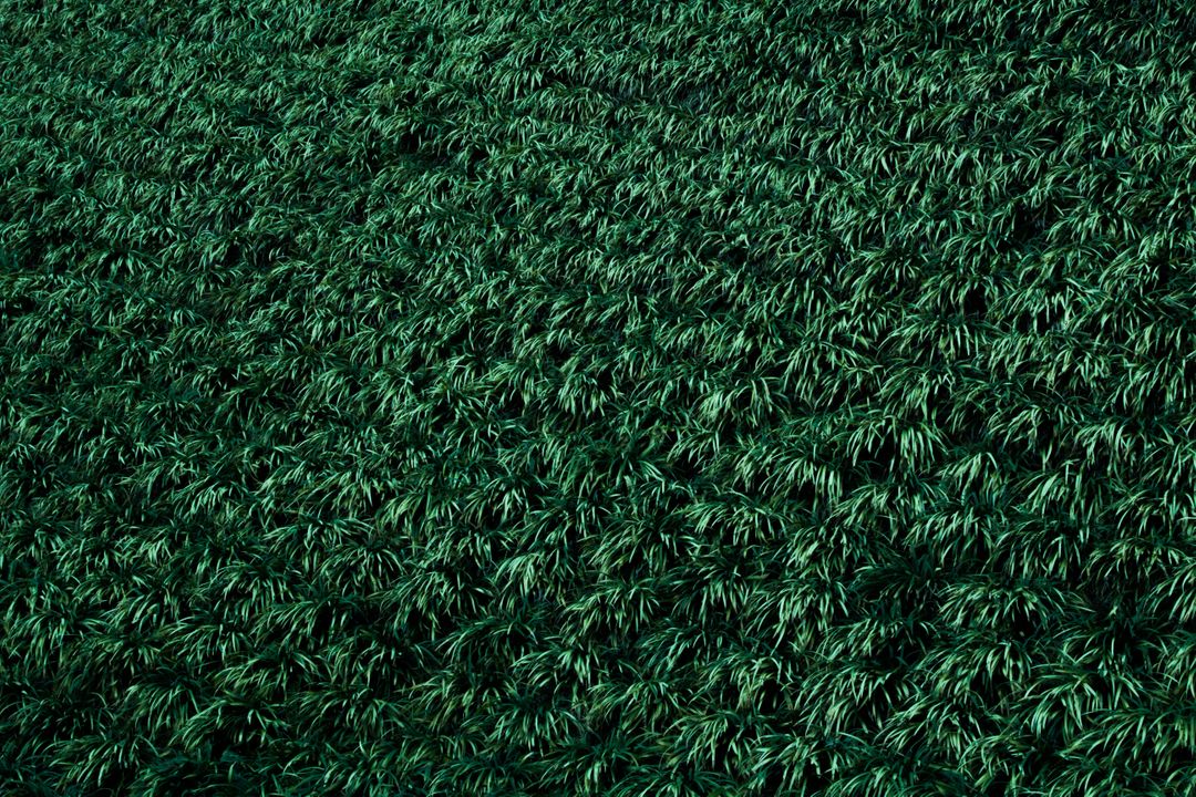 Lush Green Grass Texture Background - Free Images, Stock Photos and Pictures on Pikwizard.com