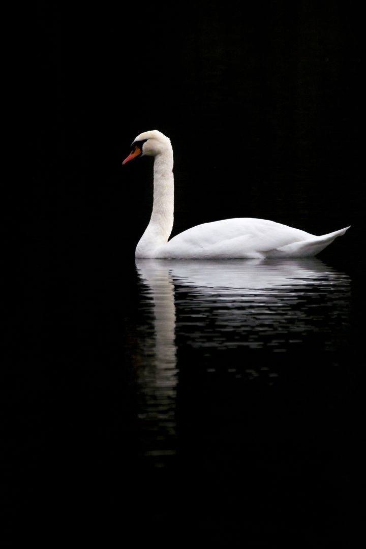 Elegant White Swan Swimming on Dark Water - Free Images, Stock Photos and Pictures on Pikwizard.com