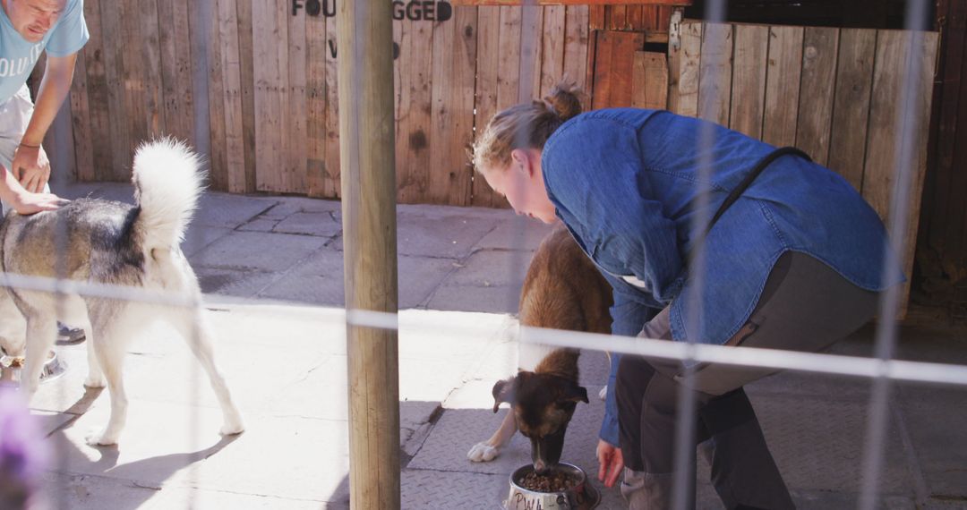 Volunteers Feeding Dogs at Animal Shelter - Free Images, Stock Photos and Pictures on Pikwizard.com