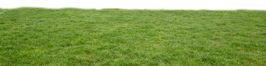 Digital Grassland Illustration on Transparent Background