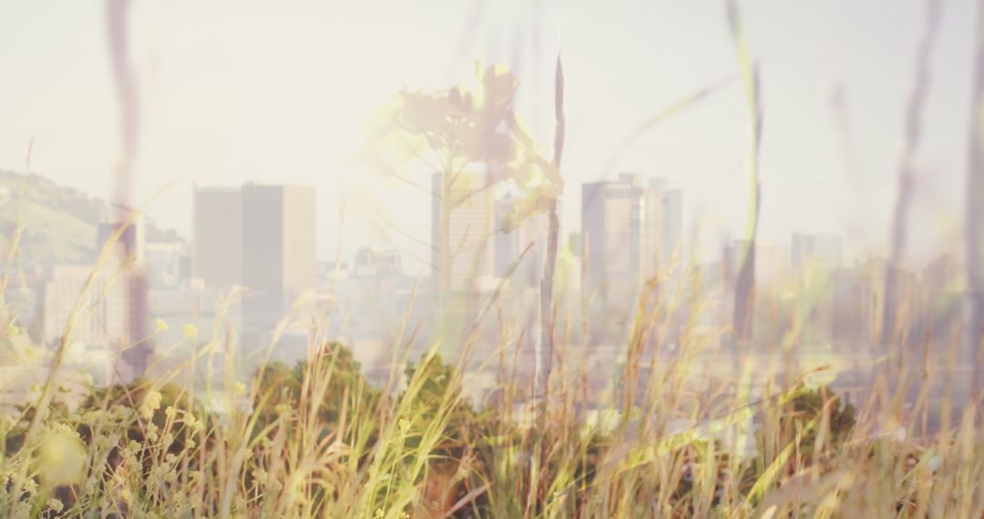 Blurred Urban Skyline with Grass in Soft Focus