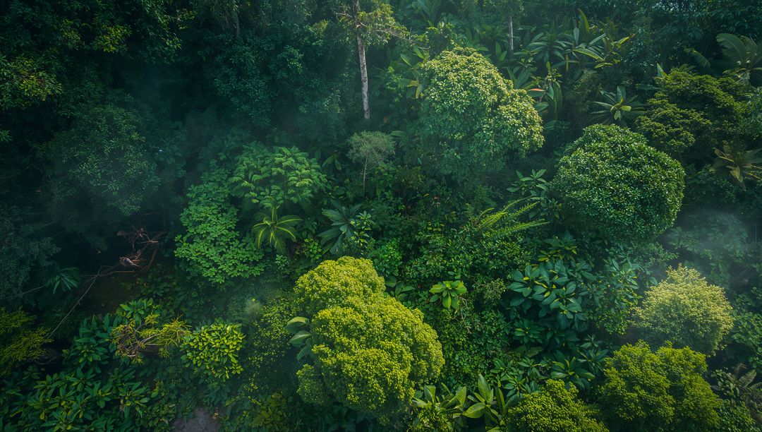 Aerial Misty View Over Dense Vibrant Green Rainforest Canopy
