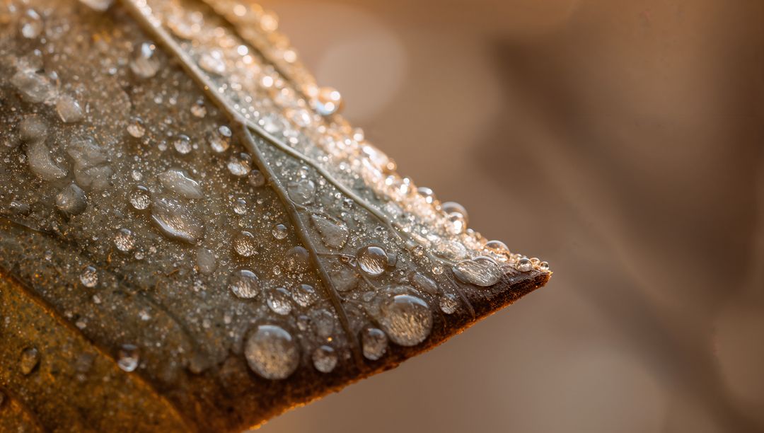 Crowning dew on sunlit brown leaf tip revealing veined texture in macro golden bokeh