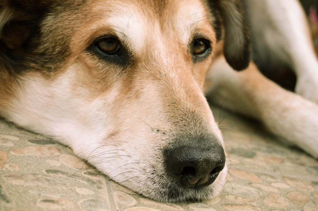 Close-up of Sad Dog Resting on Floor - Free Images, Stock Photos and Pictures on Pikwizard.com