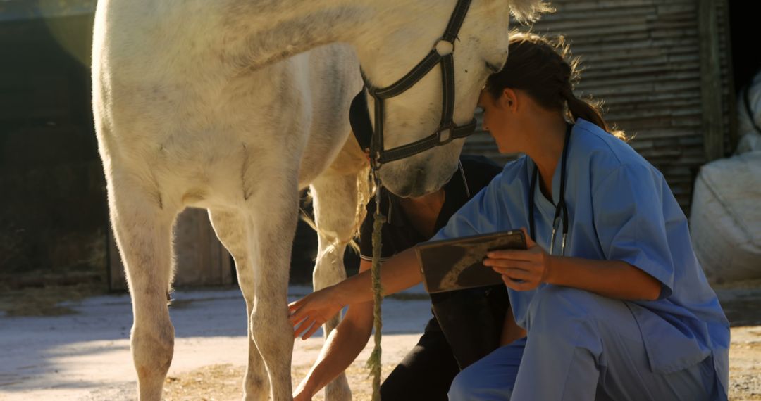 Veterinarian Examining Horse with Handheld Tablet Outdoors - Free Images, Stock Photos and Pictures on Pikwizard.com