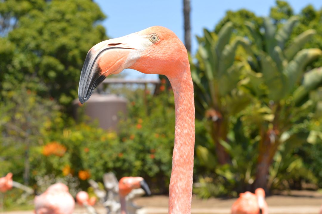 Close-up of Majestic Flamingo in Lush Habitat