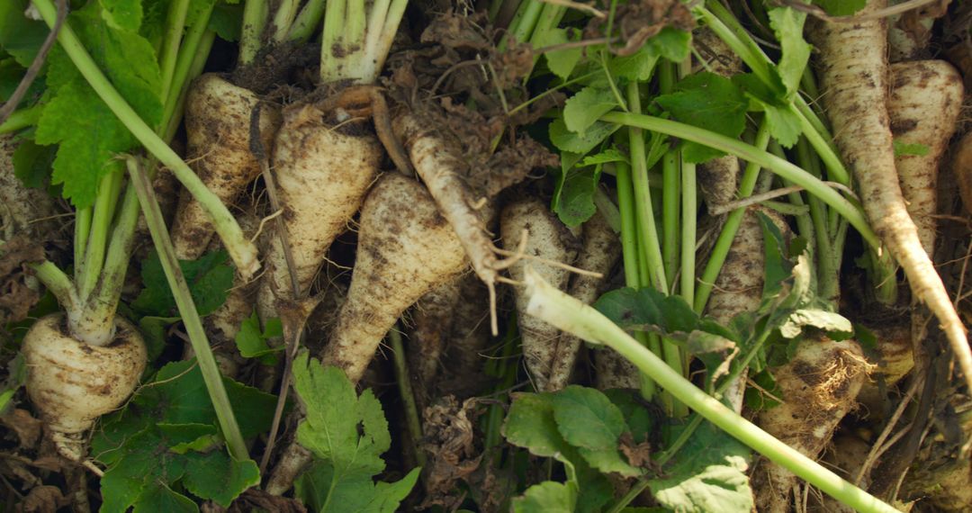 Close-up of Freshly Harvested Parsnips with Green Leaves - Free Images, Stock Photos and Pictures on Pikwizard.com