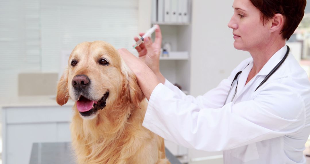 Veterinarian Administering Vaccine to Happy Golden Retriever - Free Images, Stock Photos and Pictures on Pikwizard.com