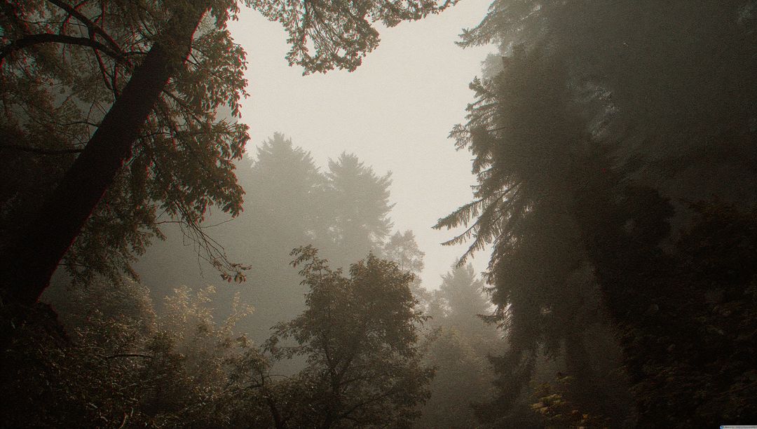 Misty Forest Canopy with Evergreen Trees and Lush Underbrush