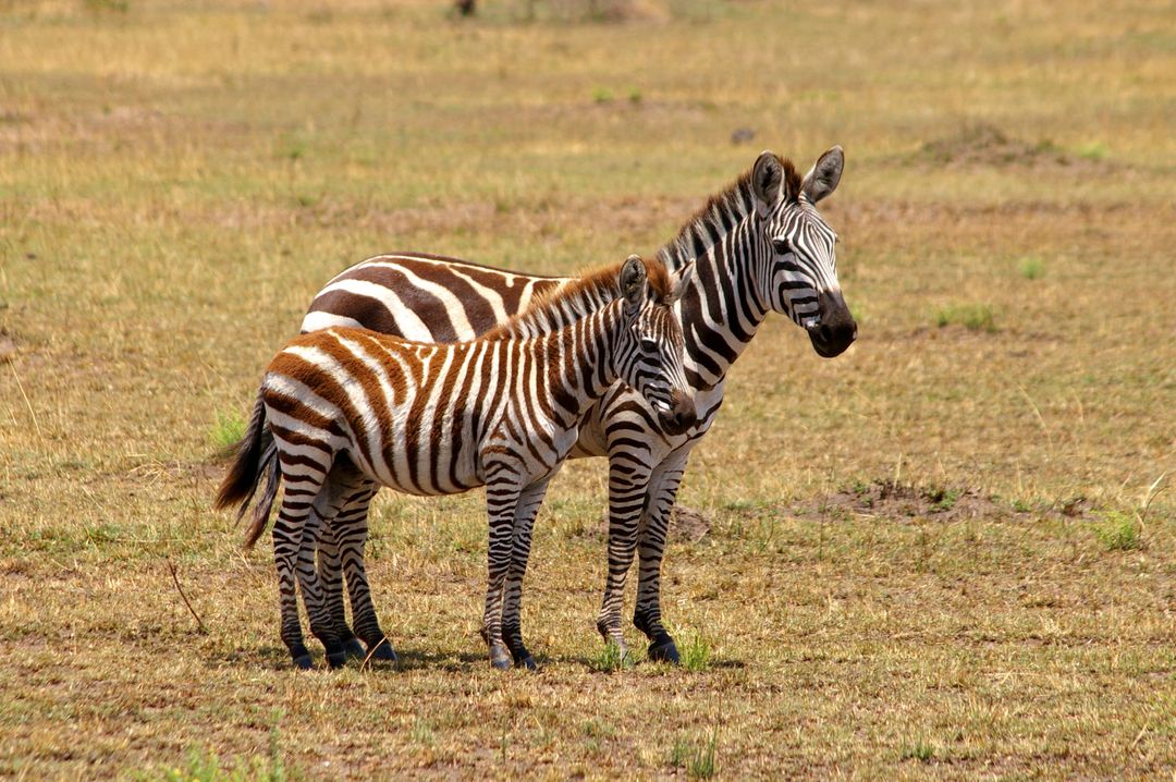 Mother and Baby Zebra Standing Together in Grassland - Free Images, Stock Photos and Pictures on Pikwizard.com