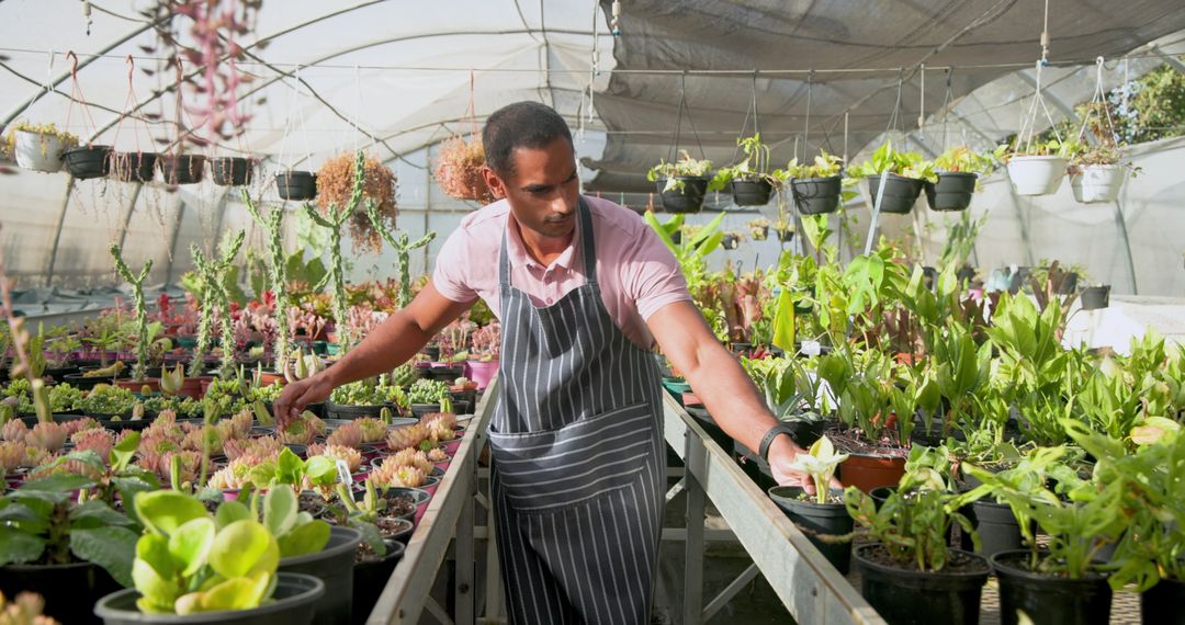 Male Nursery Worker Tending Succulents in Greenhouse
