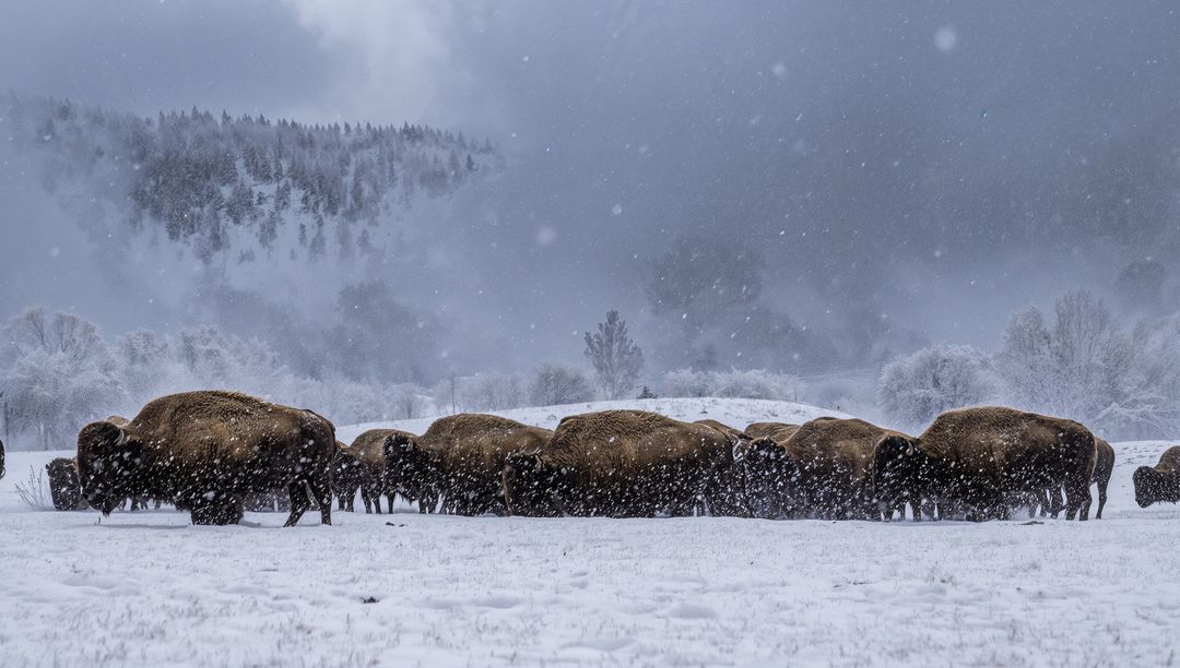 Bison Herd Grazing in Snowstorm on Frosted Plain with Misty Forested Hills