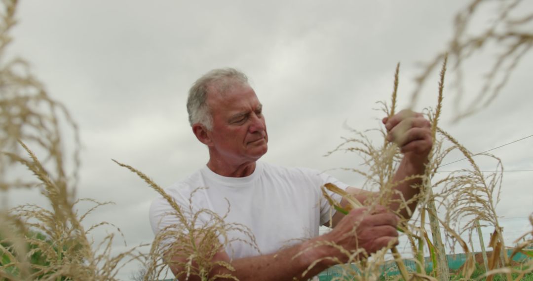 Elderly Farmer Tending Cornfield with Focused Expression - Free Images, Stock Photos and Pictures on Pikwizard.com