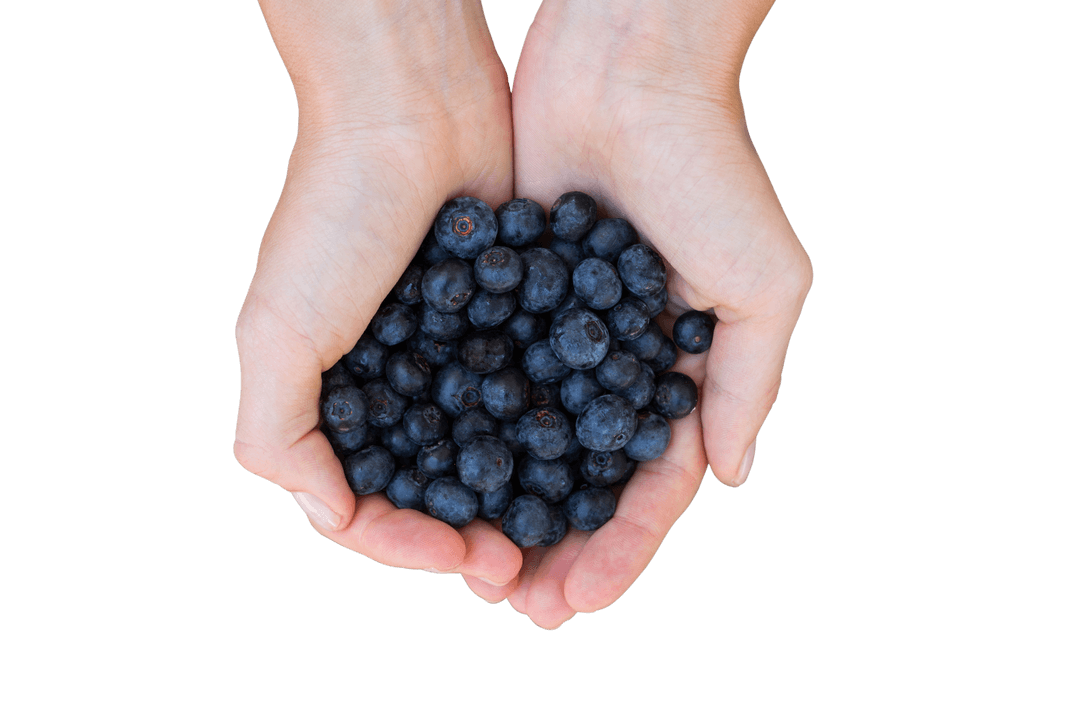 Hands Holding Fresh Blueberries on Transparent Background for Food Concepts