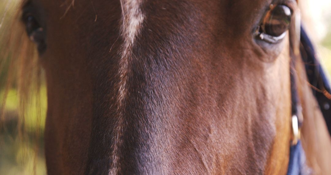 Close Up of Brown Horse Eyes and Forehead - Free Images, Stock Photos and Pictures on Pikwizard.com