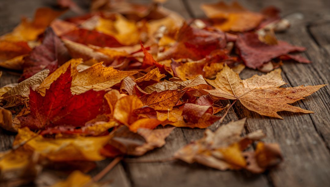 Autumn maple leaves resting on weathered wooden planks with warm bokeh and rustic texture
