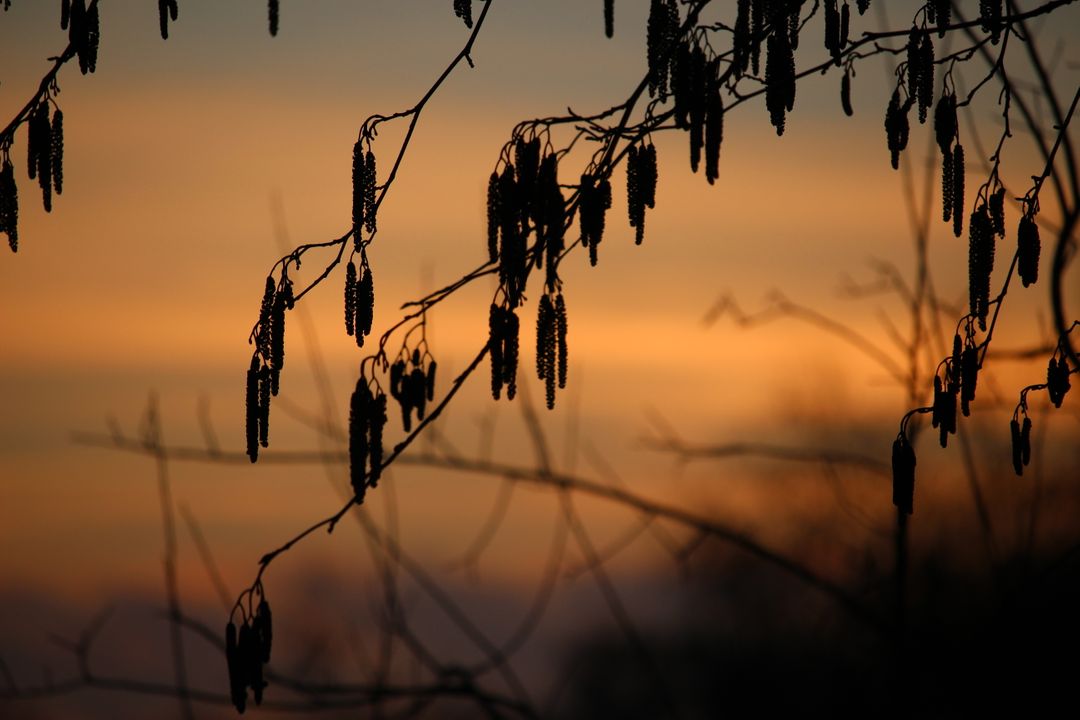 Silhouetted Tree Branches against Golden Sunset Sky - Free Images, Stock Photos and Pictures on Pikwizard.com