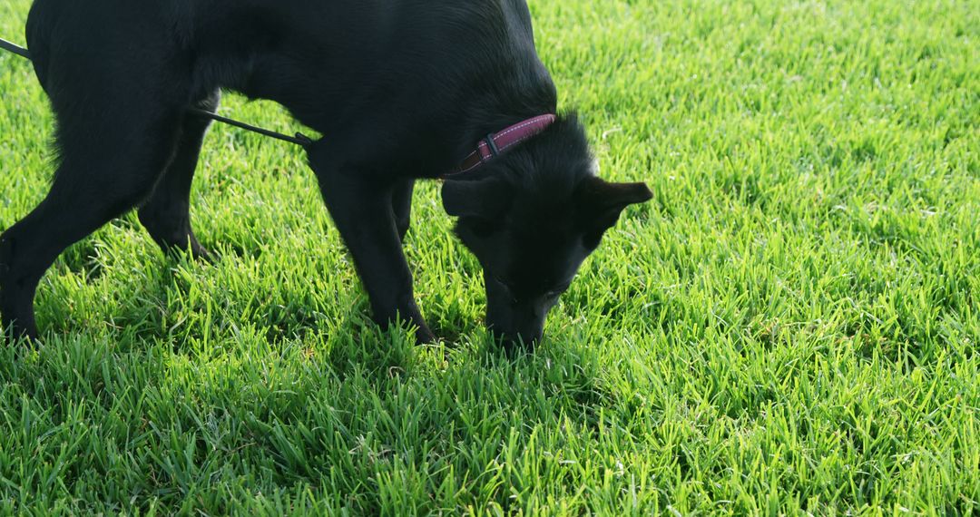A black dog sniffs the grass in an outdoor setting - Free Images, Stock Photos and Pictures on Pikwizard.com