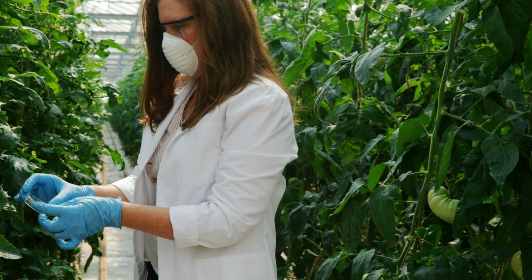 Scientist Examining Plants in Greenhouse Environment