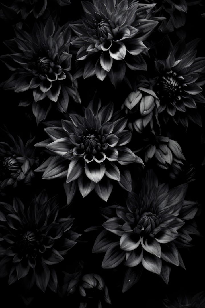 Monochrome Close-up of Flowers with Dramatic Lighting - Free Images, Stock Photos and Pictures on Pikwizard.com