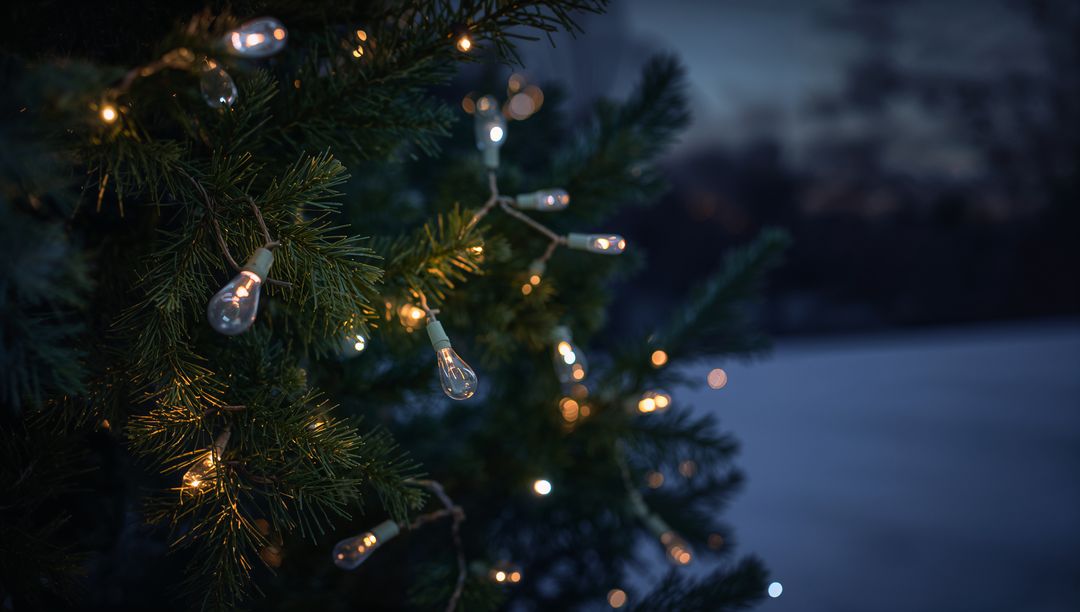 Evergreen branch glowing with clear string lights at snowy lakeside dusk, moody bokeh