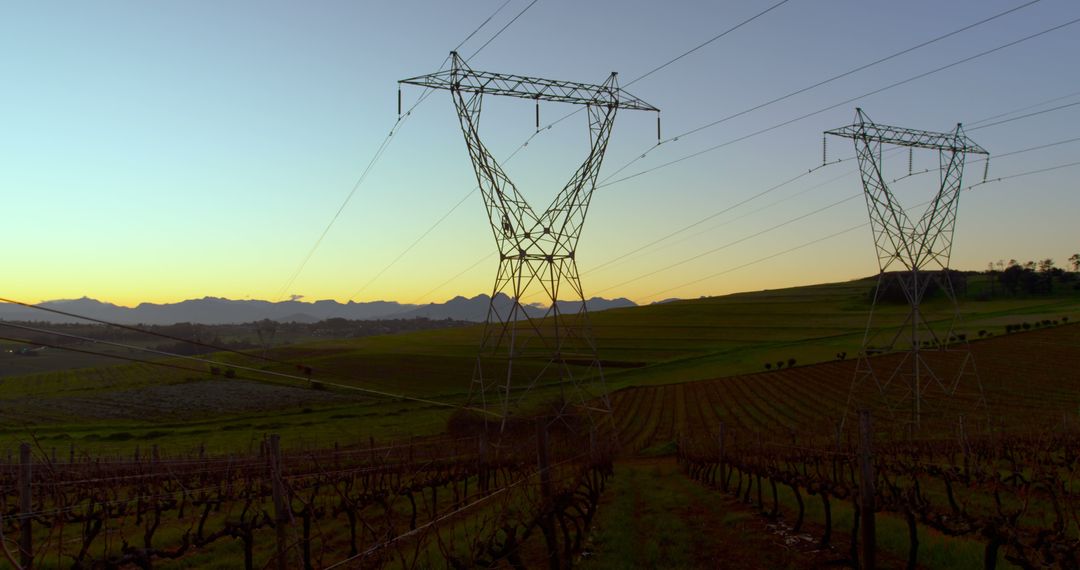 Vineyard Landscape with Power Lines at Sunrise - Free Images, Stock Photos and Pictures on Pikwizard.com