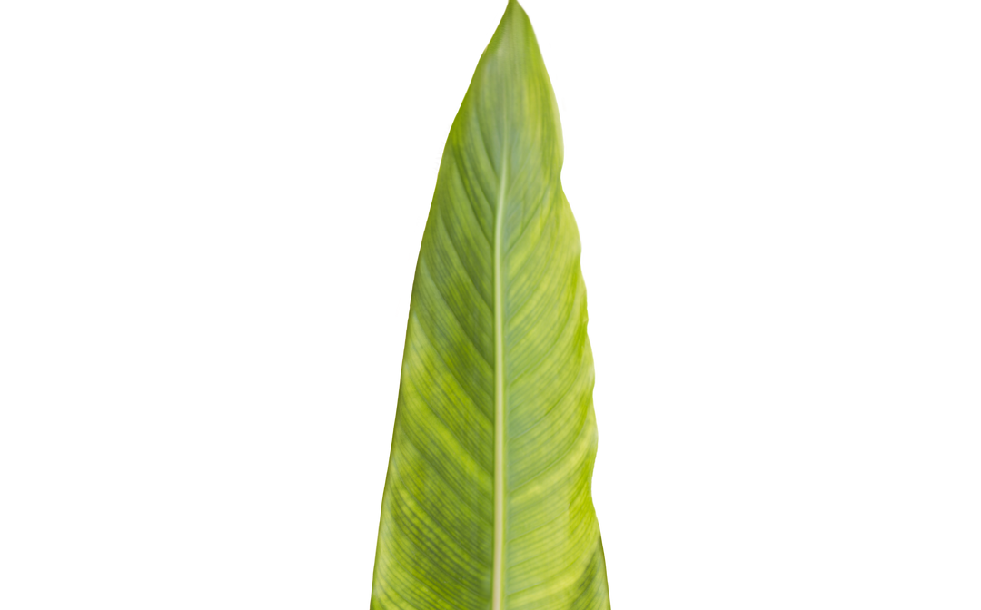 Close-Up of Patterned Green Leaf with Transparent Background - Download Free Stock Images Pikwizard.com