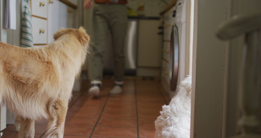 Caucasian woman feeding her pet dogs in kitchen - Free Images, Stock Photos and Pictures on Pikwizard.com