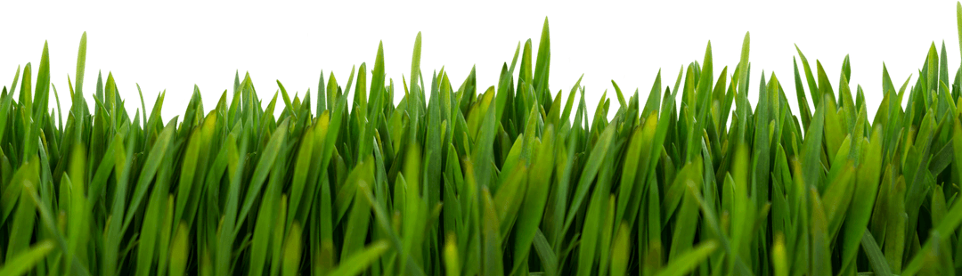 Vivid Green Grass Over Transparent Background for Versatile Design