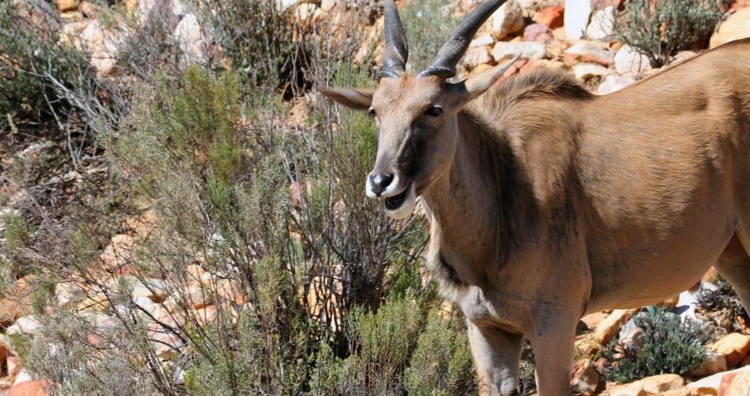 Eland Antelope Standing Among Bushes In Rocky Terrain - Free Images, Stock Photos and Pictures on Pikwizard.com