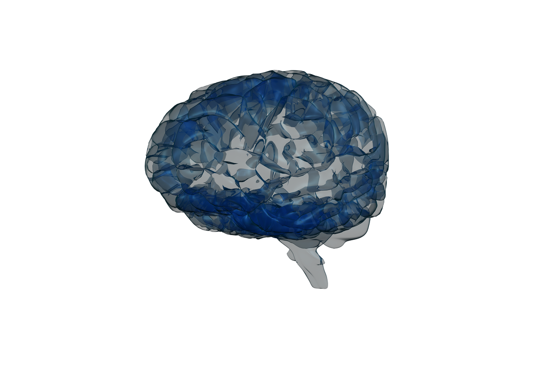 Grey-Navy Blue Human Brain on Transparent Background - Download Free Stock Images Pikwizard.com