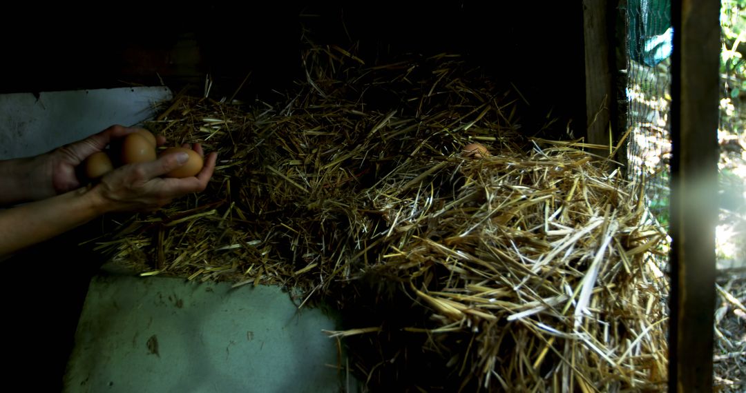 Hands Holding Fresh Eggs in Cozy Chicken Coop