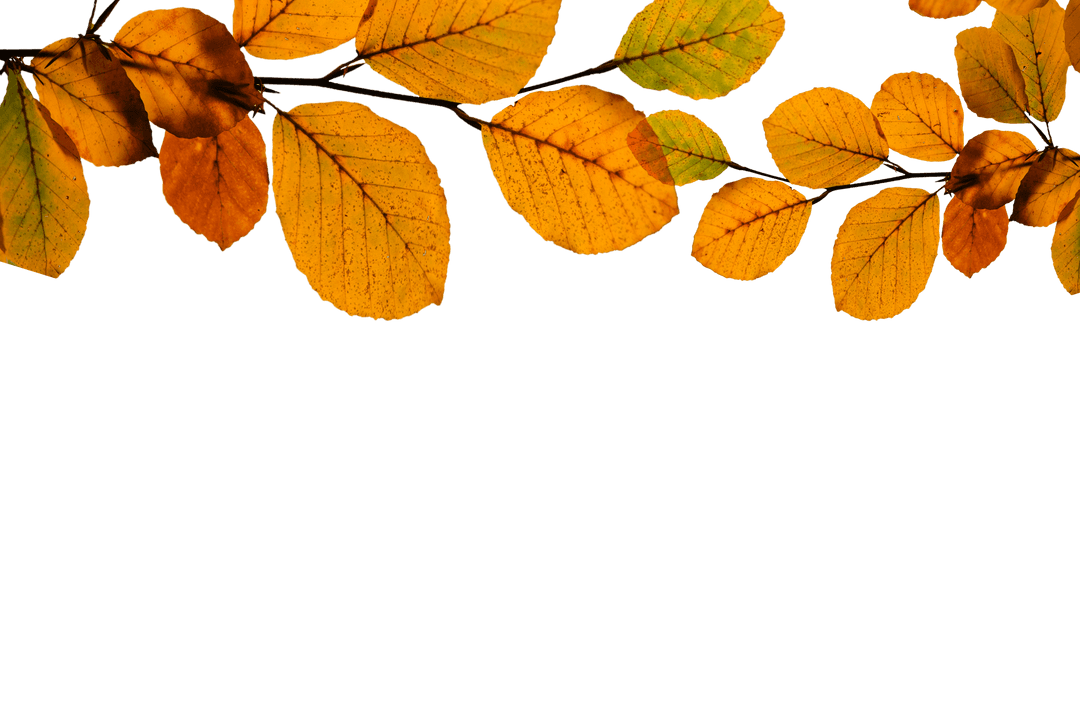 Colorful Autumn Leaves on Transparent Background for Decoration