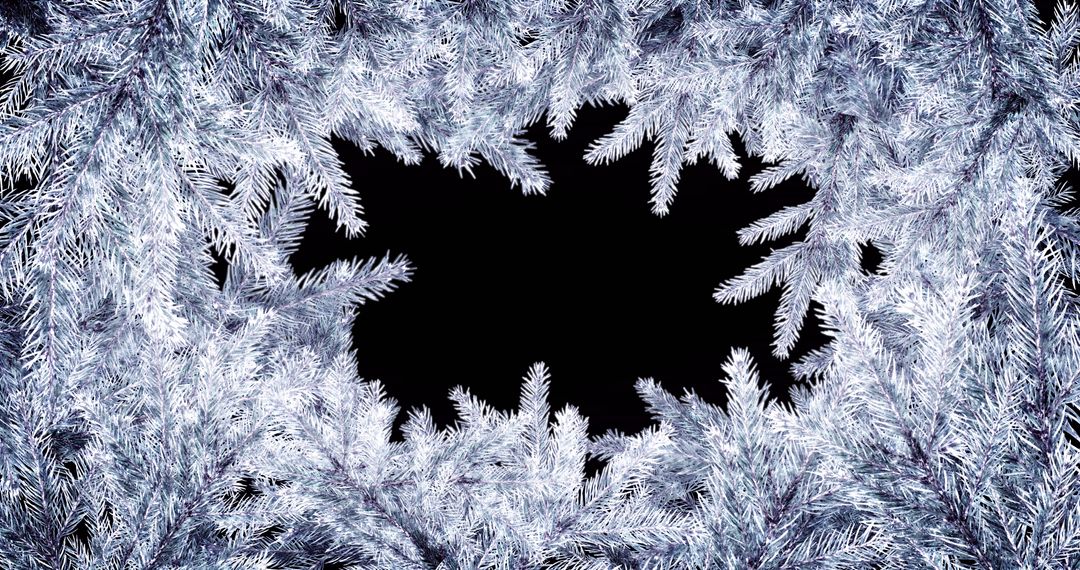 Frosty Fir Tree Frame with Black Background