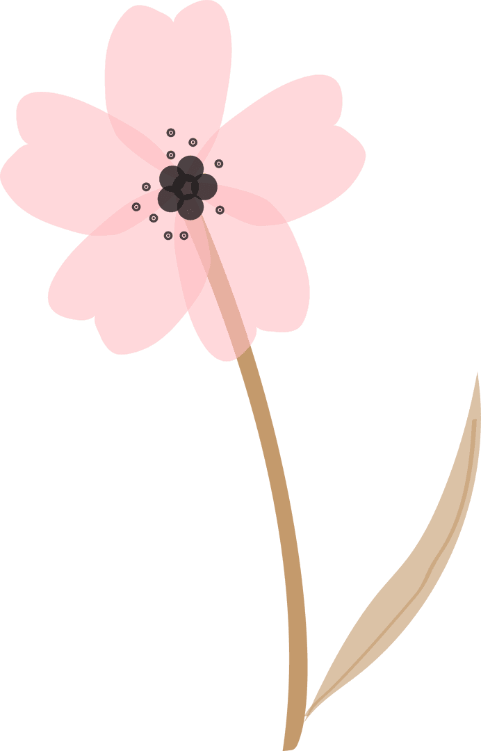Transparent Stylized Pink Cherry Blossom Flower Illustration