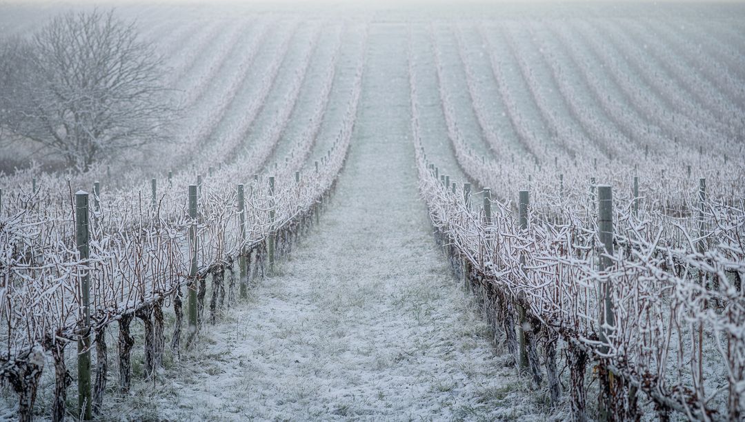 Frosted Vineyard Rows Leading to Misty Horizon, Winter Vines and Trellis Posts