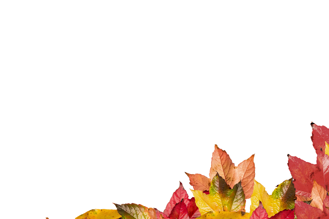 Colorful Autumn Leaves Border on Transparent Background - Download Free Stock Images Pikwizard.com