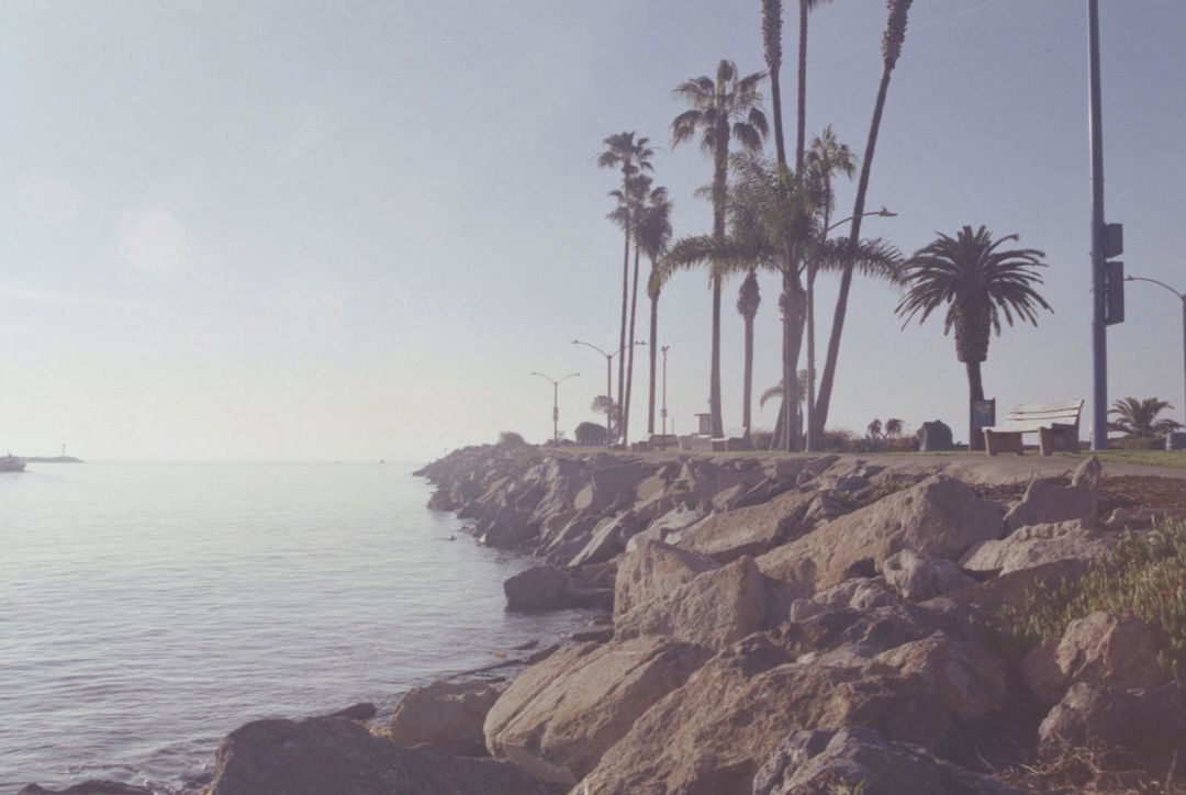 Scenic Oceanfront With Palm Trees On Sunny Day
