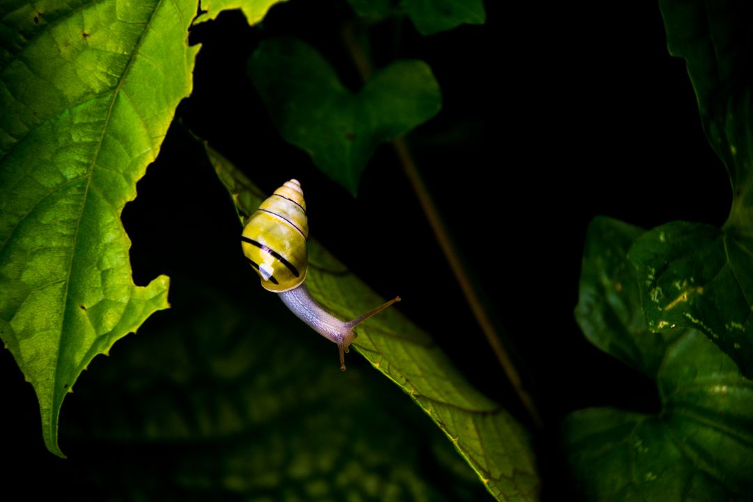 Snail Crawling on Leaf in a Dark Forest Setting - Free Images, Stock Photos and Pictures on Pikwizard.com