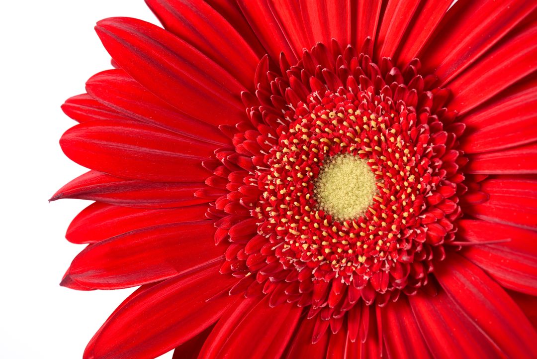 Vibrant Red Gerbera Daisy Close-up Showing Central Disk Pollen and Petal Texture