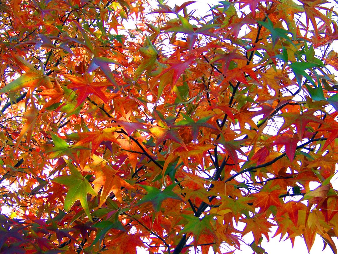 Vibrant Autumn Leaves on Tree Branches in Sunlight - Free Images, Stock Photos and Pictures on Pikwizard.com