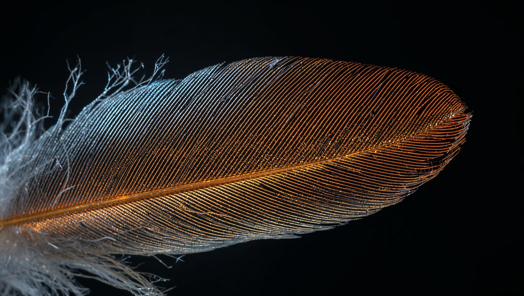 Macro iridescent bird feather shimmering with metallic luster and fine barbs on black backdrop