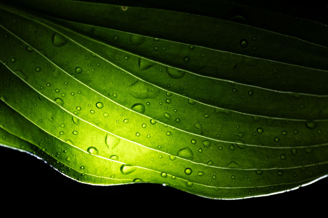 Cover background close-up of wet green leaf illuminated by sunlight