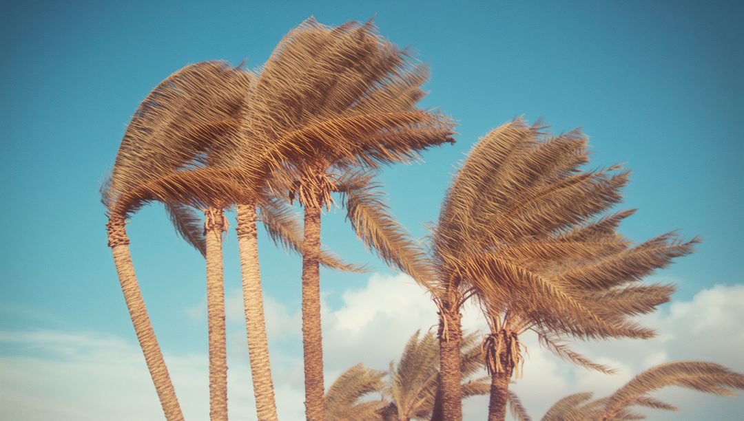Swaying Palm Trees Against Clear Blue Sky in Tropical Coastal Area