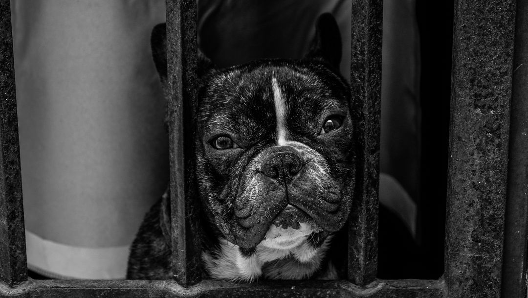Sad Bulldog Behind Bars - Free Images, Stock Photos and Pictures on Pikwizard.com
