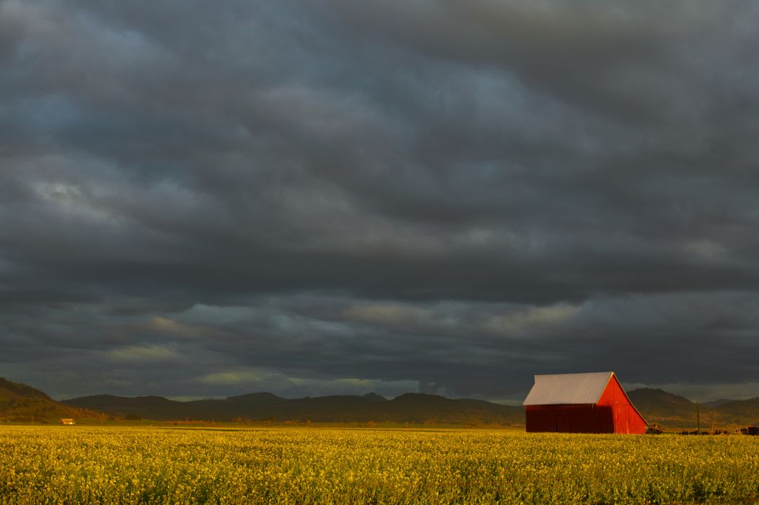 Red Barn under Dramatic Cloudy Sky in Flowering Field
