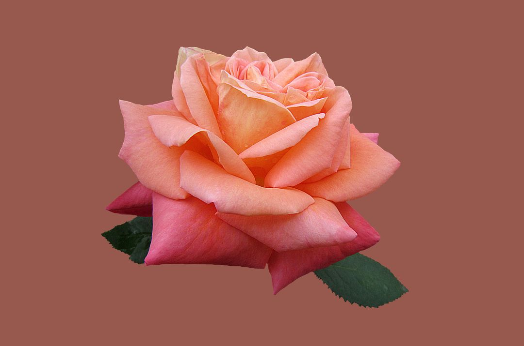 Close up of pink and peach rose on brown background - Free Images, Stock Photos and Pictures on Pikwizard.com