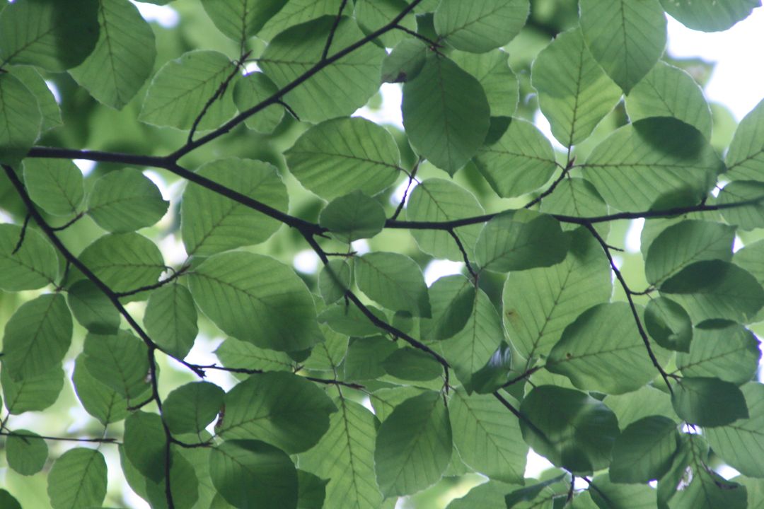 Green Leaf Tree - Free Images, Stock Photos and Pictures on Pikwizard.com