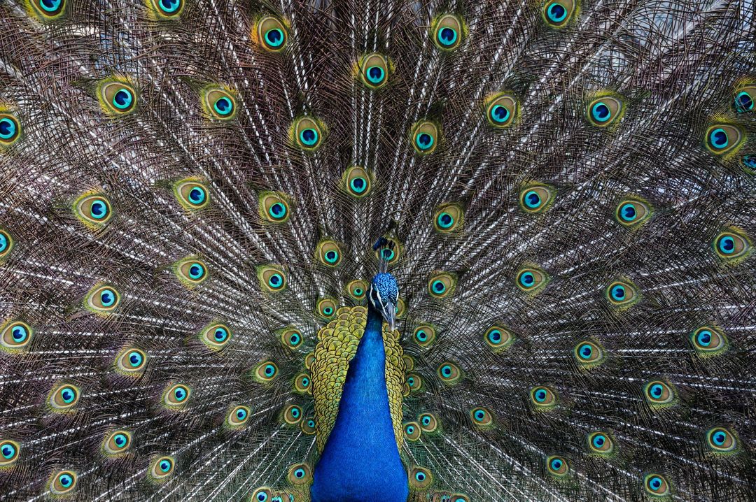 Majestic Peacock Displaying Vibrant Plumage - Free Images, Stock Photos and Pictures on Pikwizard.com